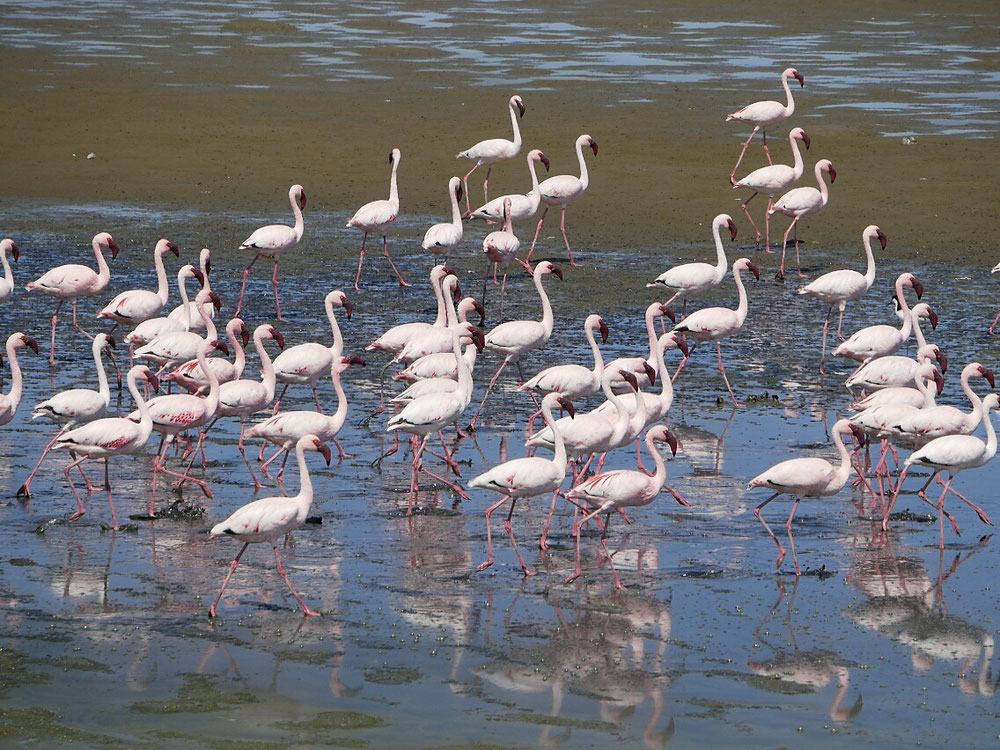 Flamingos soweit das Auge reicht 