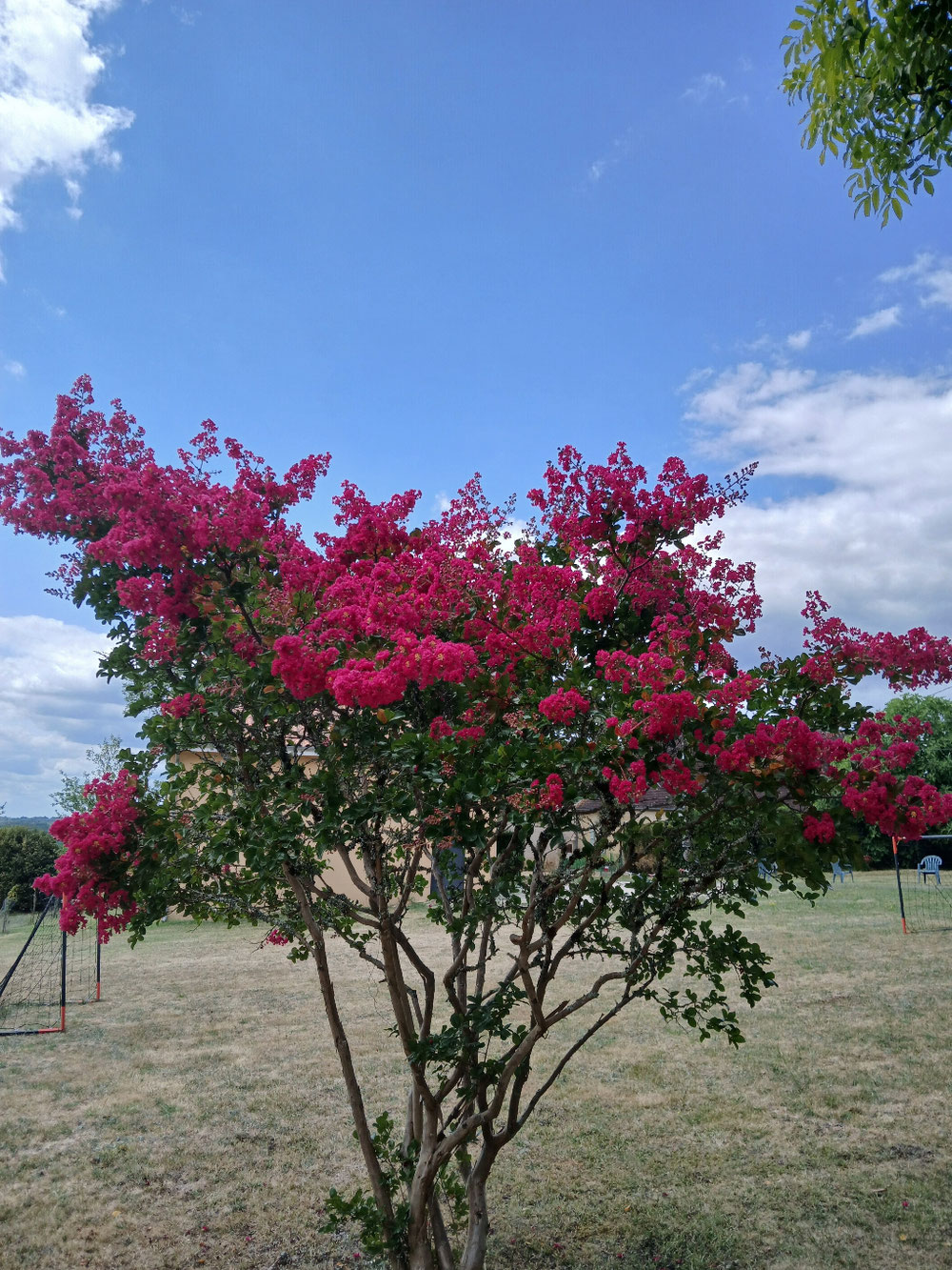 Lilas des Indes