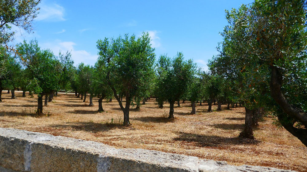 Gepflegte Olivenfelder 