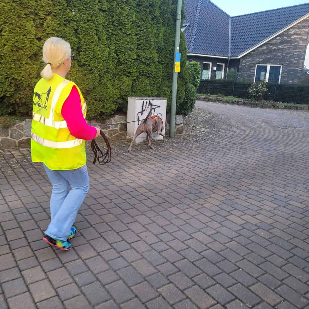 Ruby bei der Arbeit 👃🐾🚶♀️