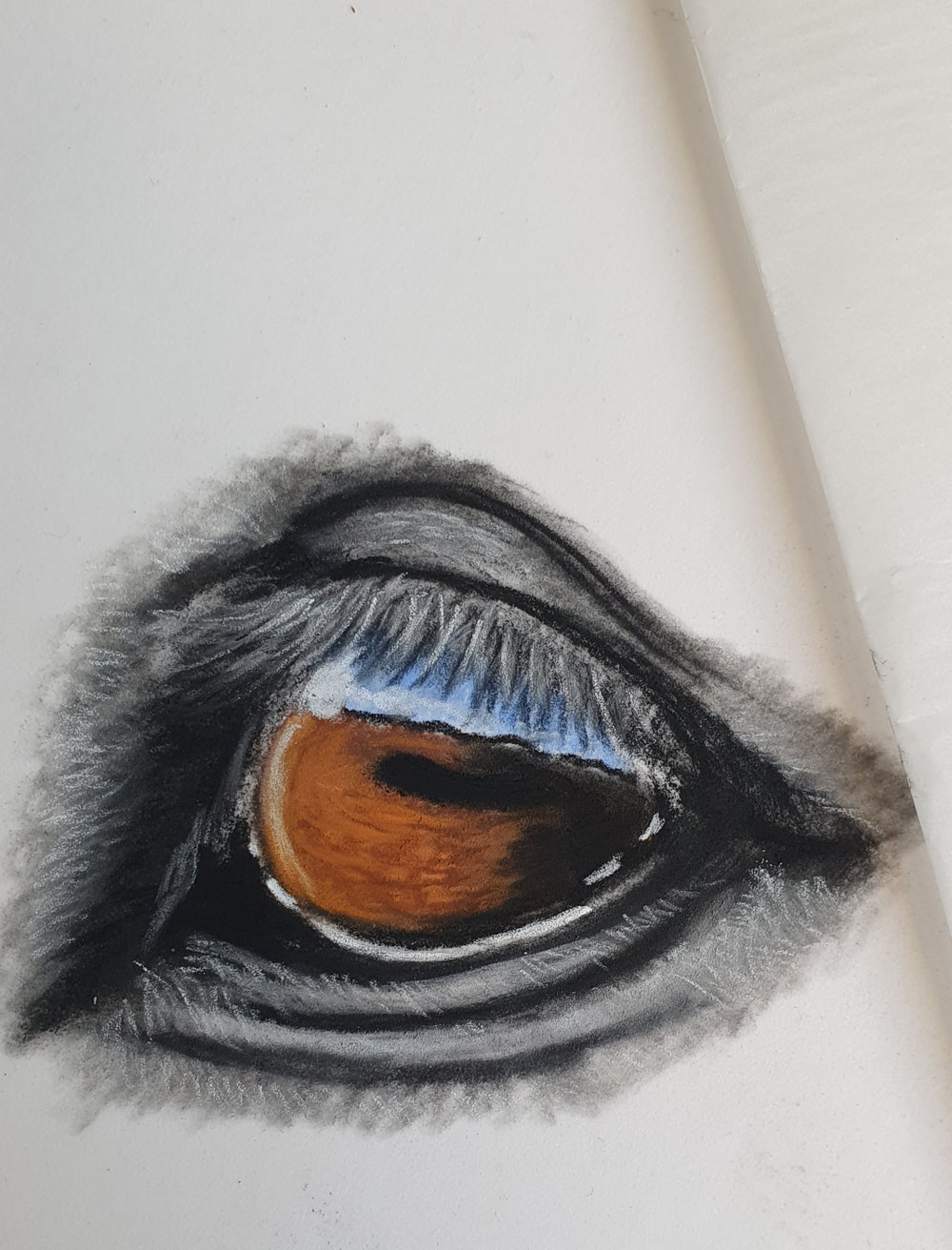Horse Eye II