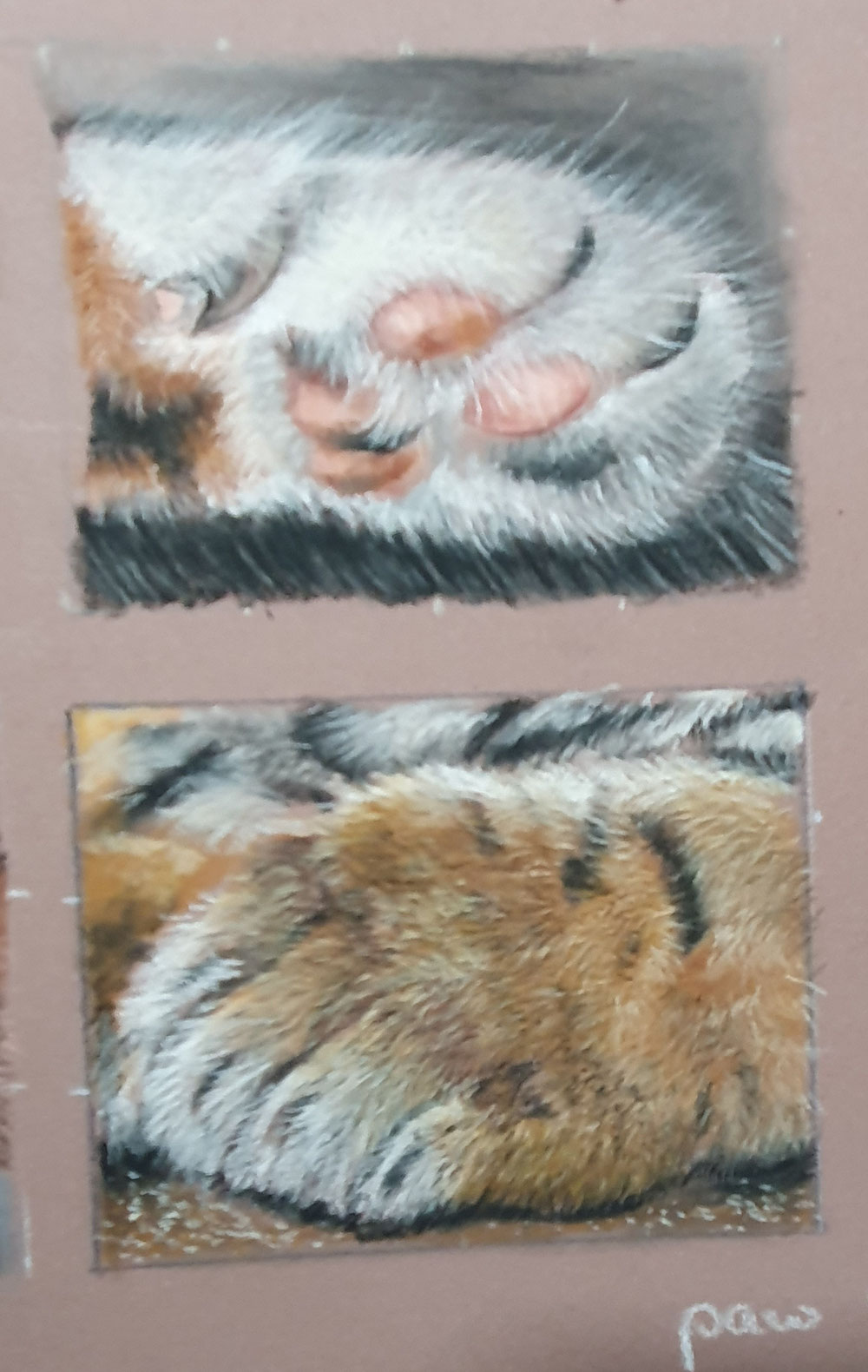 Cat Paws