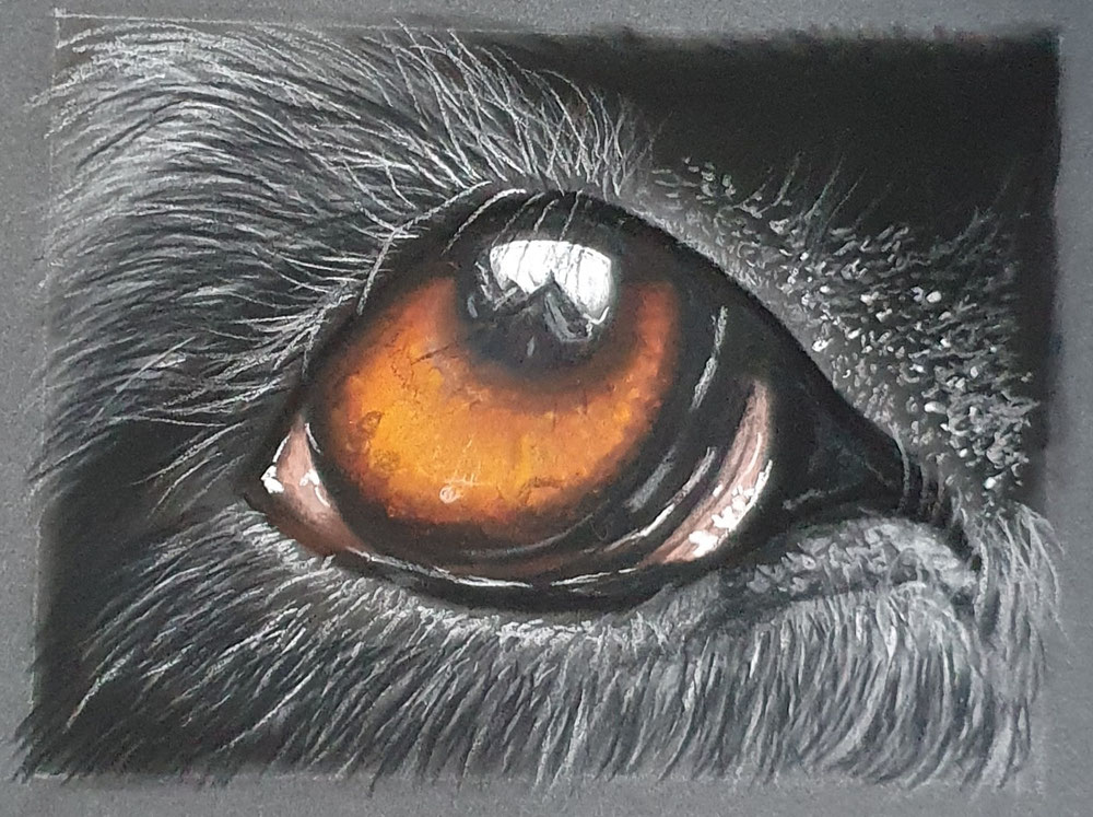 Dog Eye I