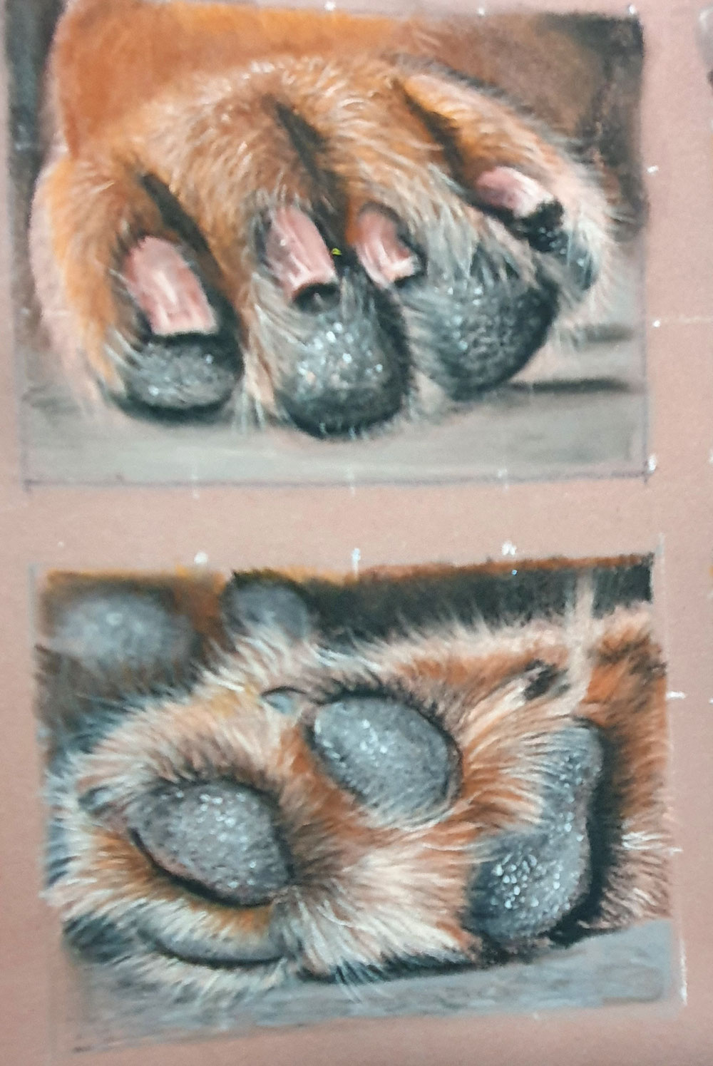 Dog Paws