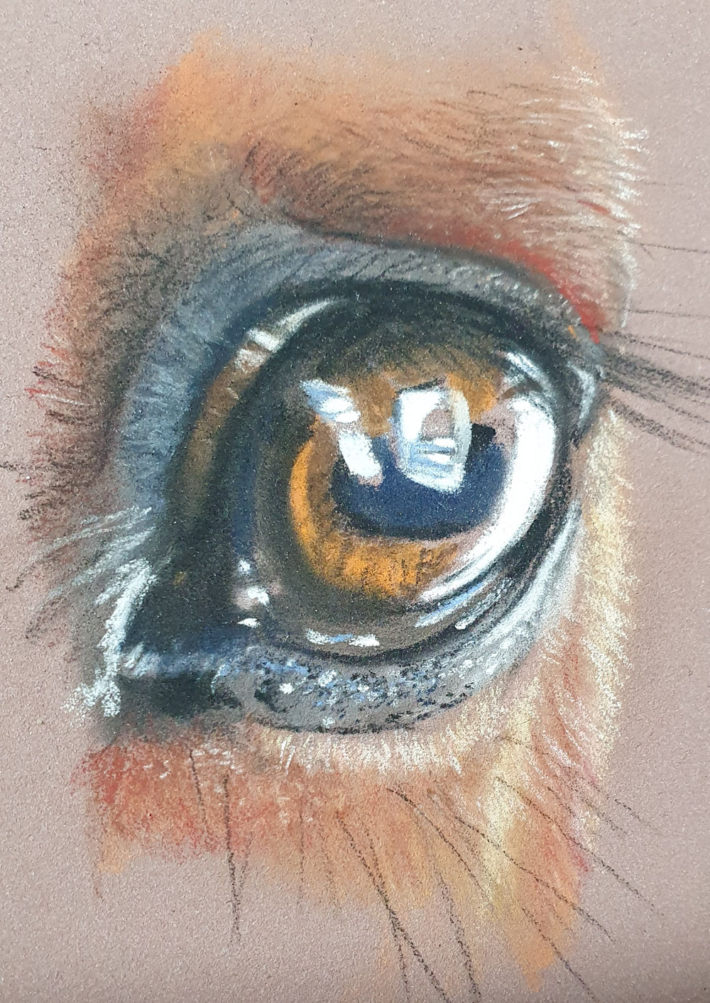 Horse Eye I