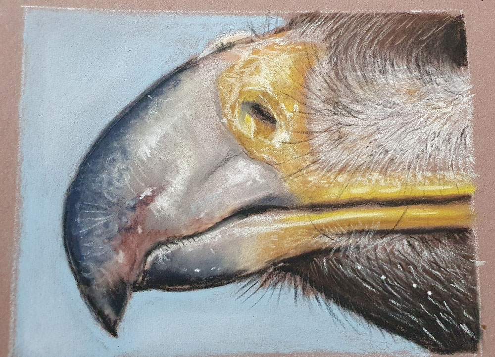 Adlerschnabel