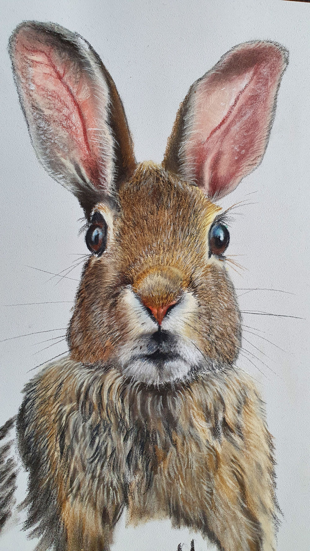 Hase