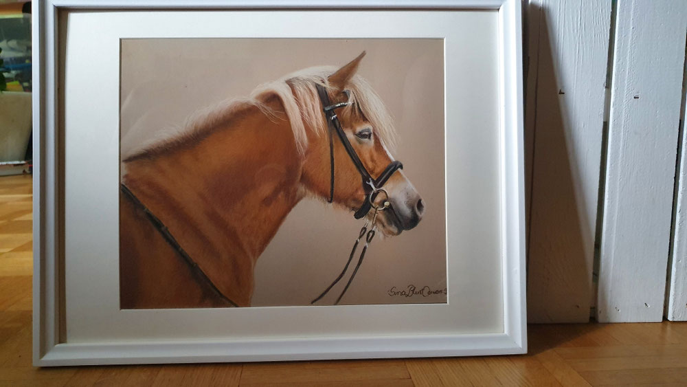 Haflinger "Sahara"