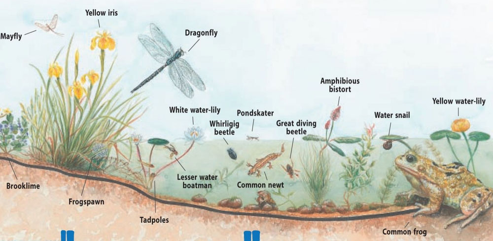 Dry Pre-Packed Mixed Basket Insects - Includes 3 Wildlife-Friendly Pond