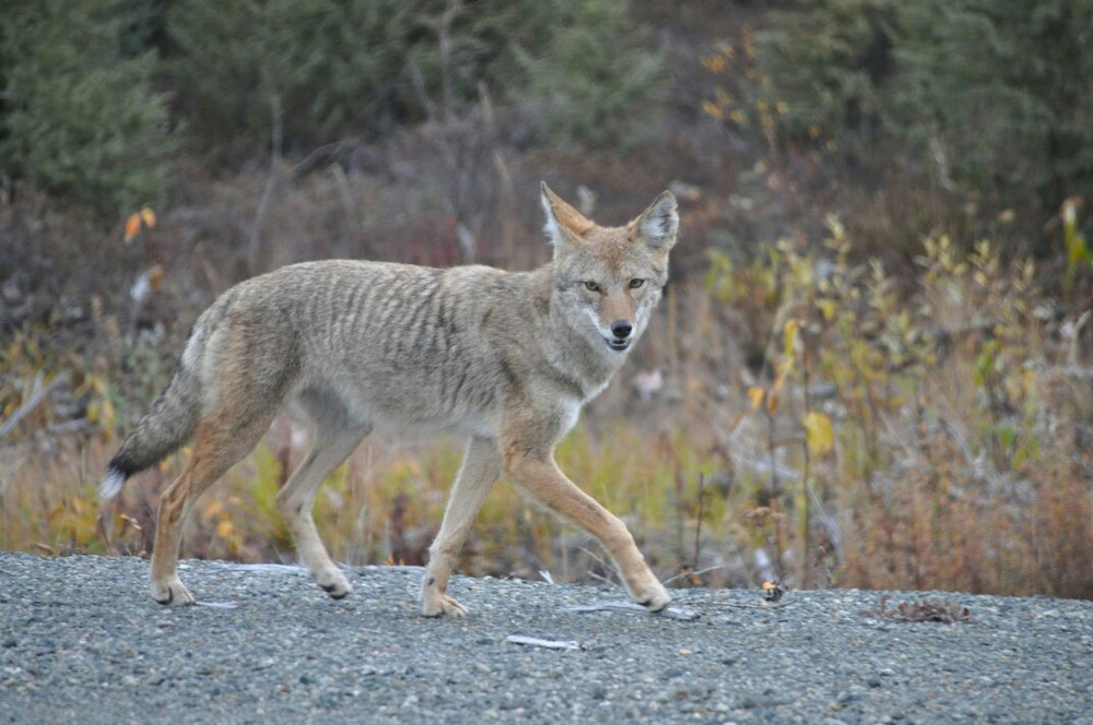 Kojot ufem Alaska Highway