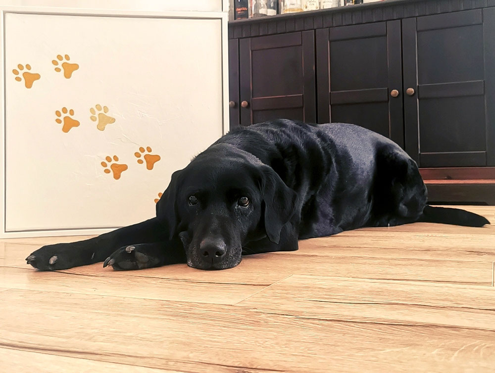 PAWSOME 