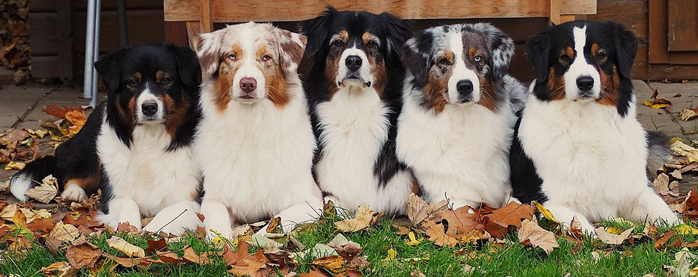 weserbergland-aussies-coonies