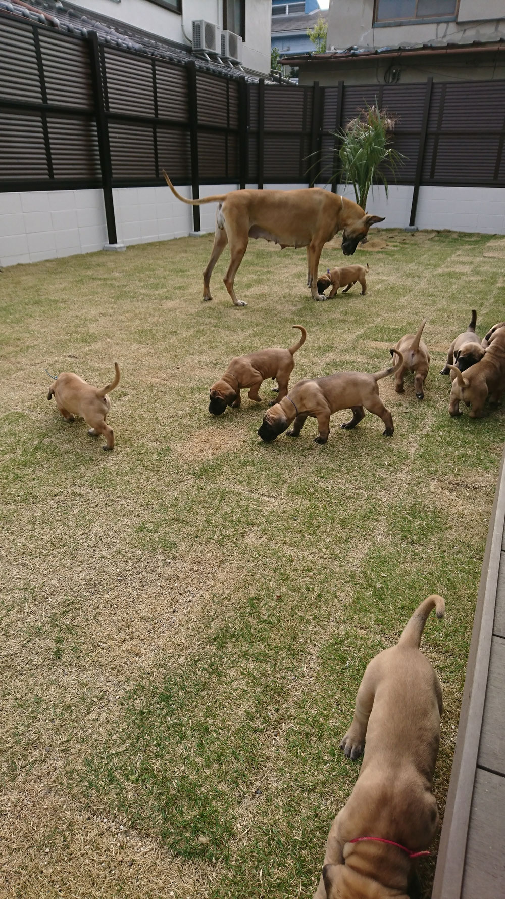 Contact グレートデンブリーダーCROWN JEWEL KENNEL