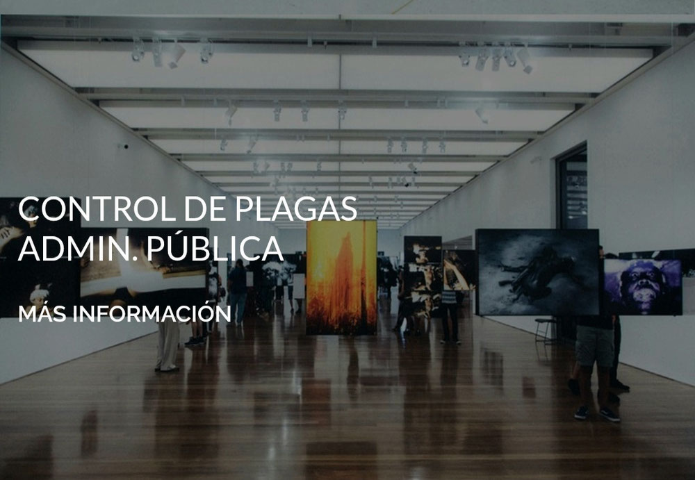 Control de plagas en Murcia 