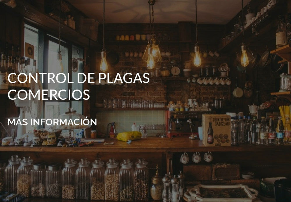Control de plagas en Murcia 