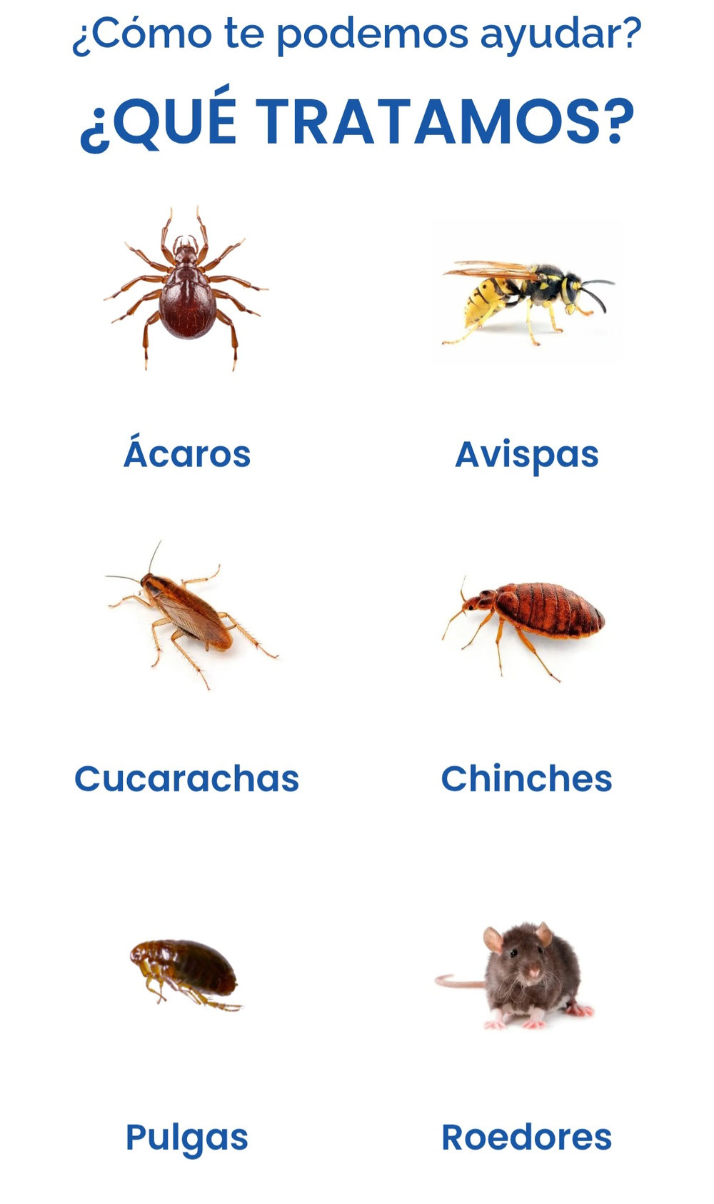 Control de plagas en Murcia 