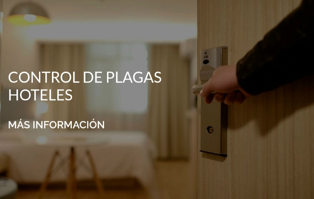 Control de plagas en Murcia 