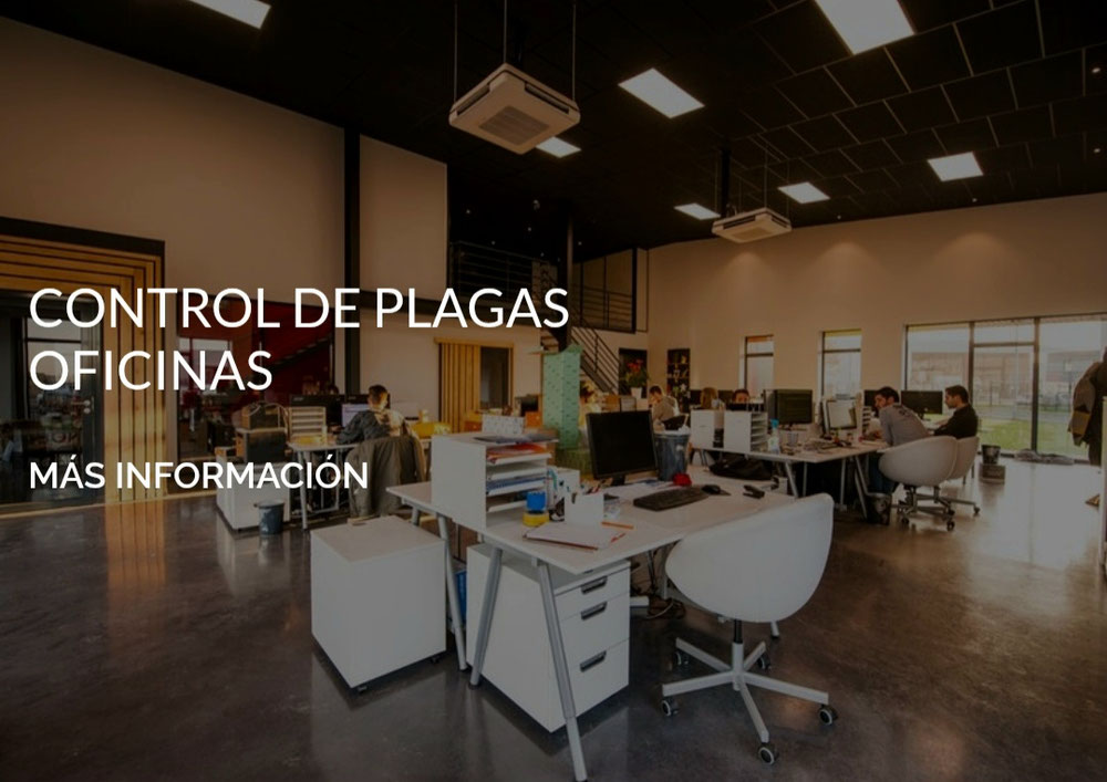 Control de plagas en Murcia 