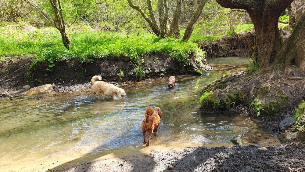 Investigating in the river