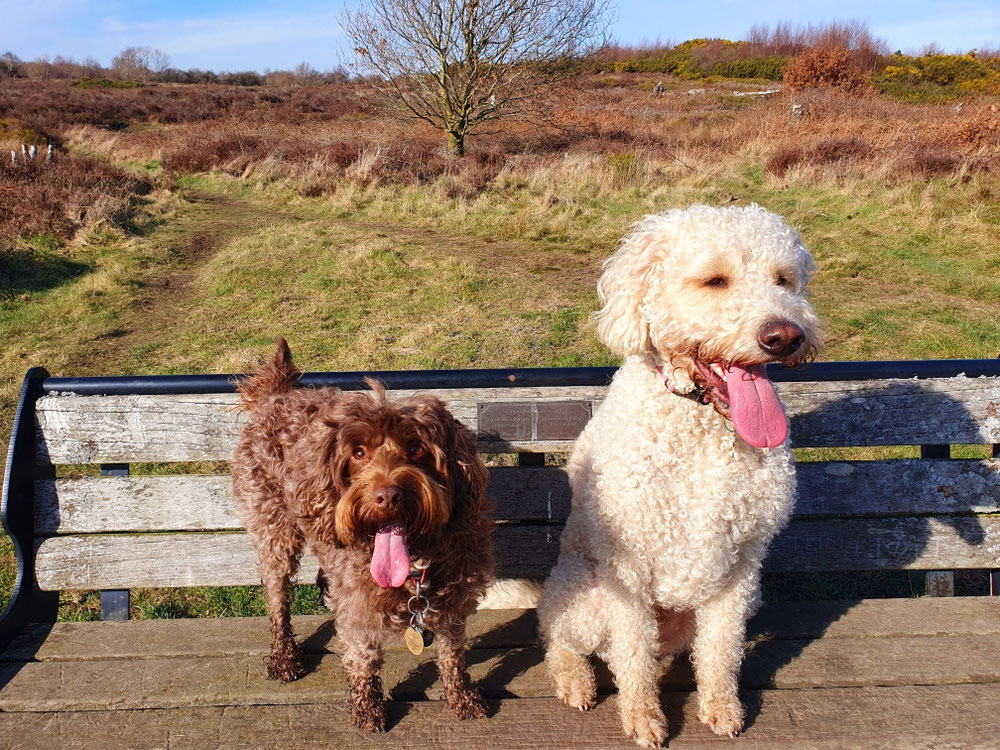 Lily and Bella.....and a couple of big tongues 😂