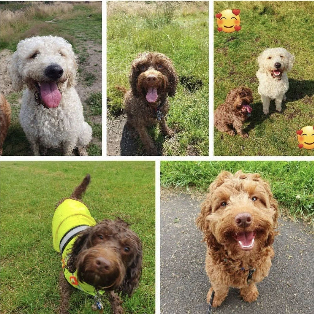 deputydog-dogwalkingservices