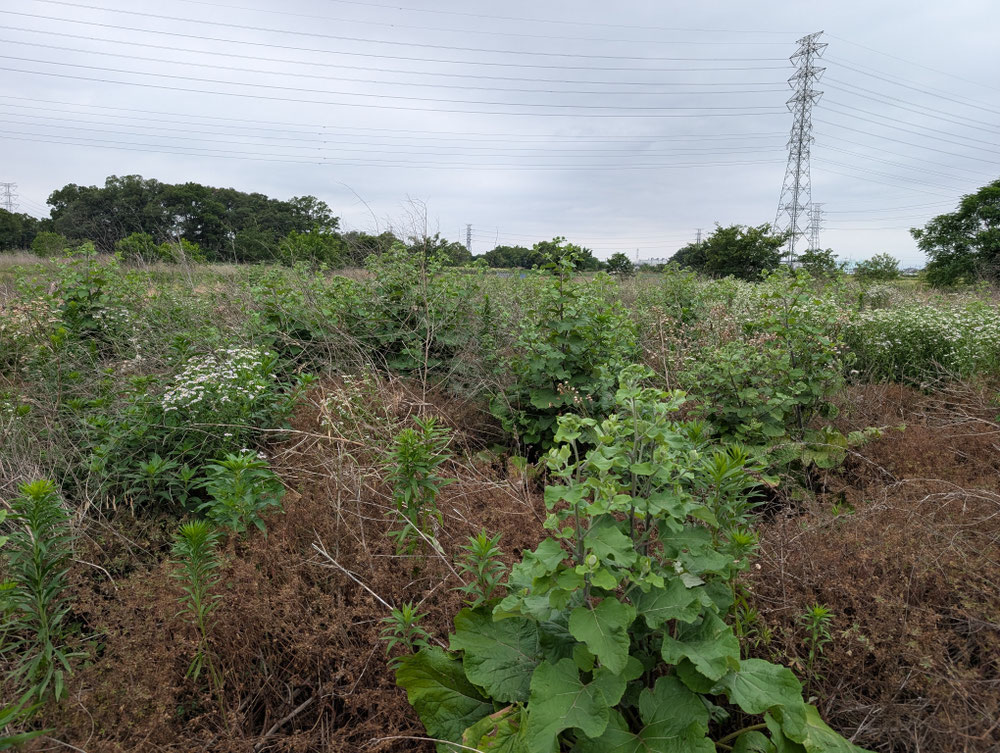 草と雑木で原野化した広い土地（草刈り前）両毛・東毛エリア