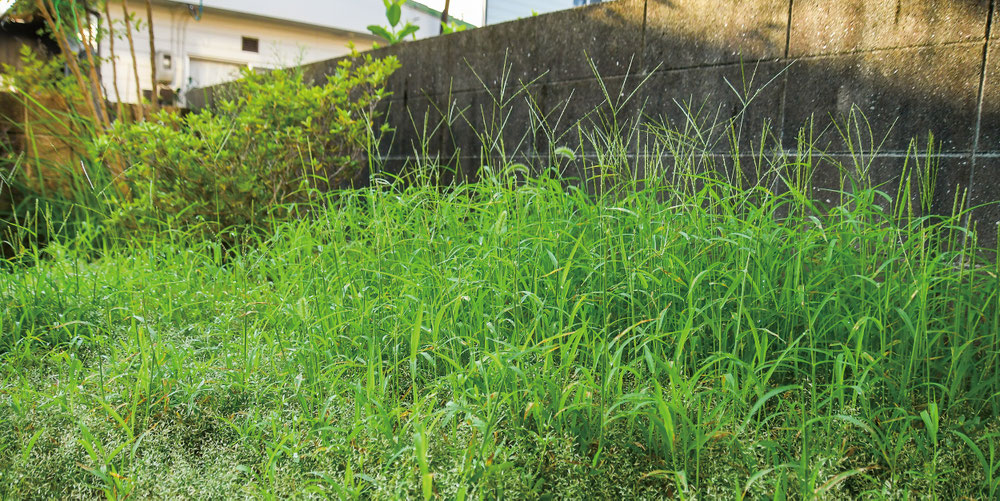 群馬・桐生エリアで住宅の空き地が草ぼうぼうになった様子