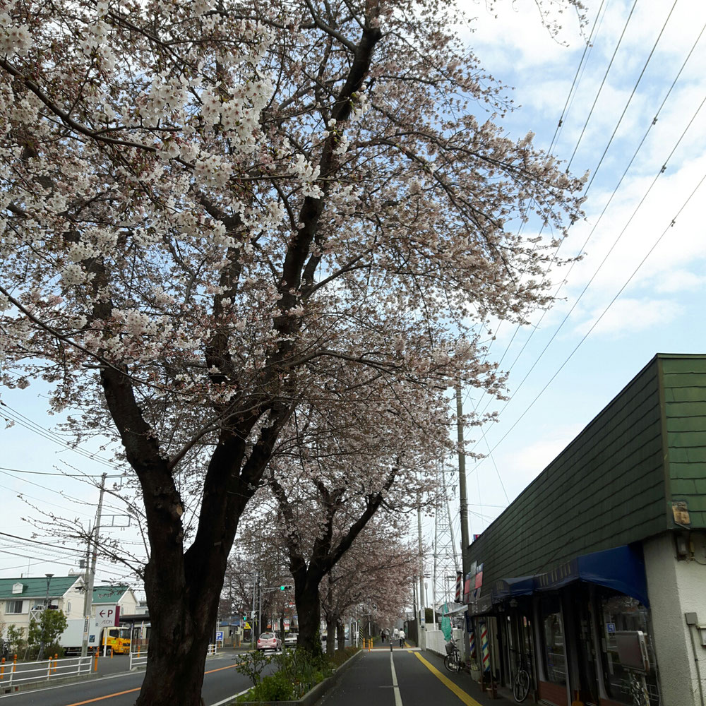 桜並木