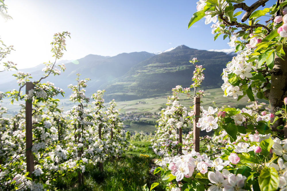 Bild: IDM/Südtiroler Apfelkonsortium/Alex Filz