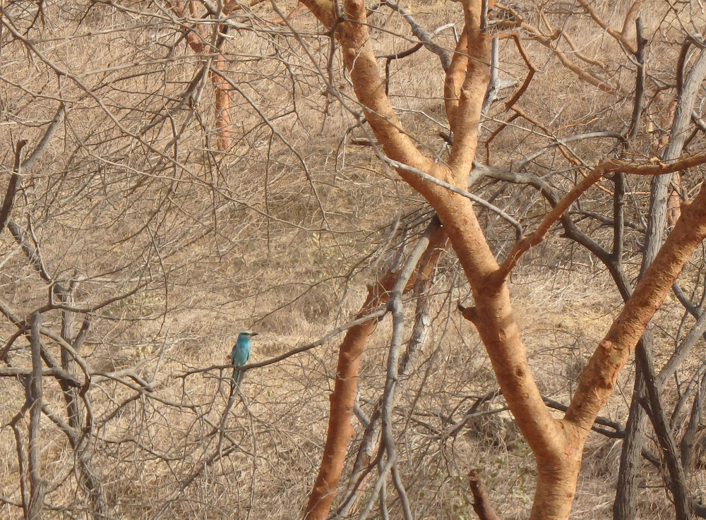 (Senegal Woodland Kingfisher) - Reserve Naturelle de Popenguine