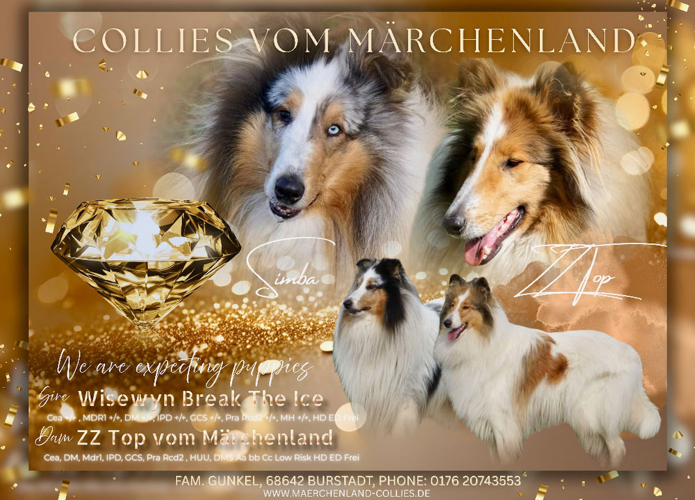  Es suchen noch 2 Rüden und 1 Hündin ihre Familien ♡