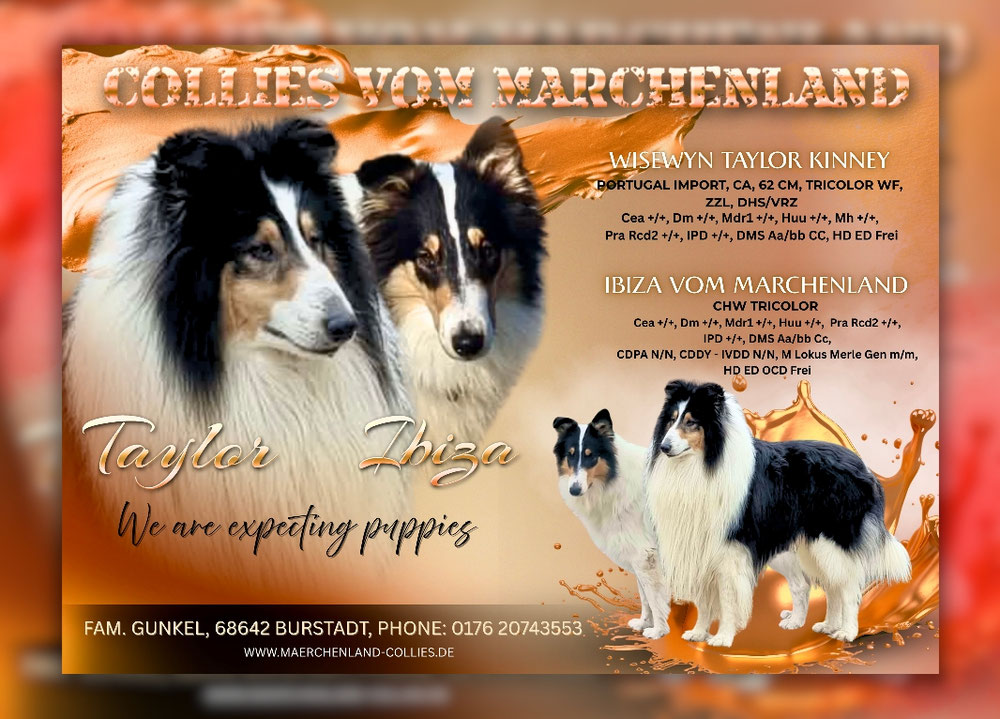 Unser P Wurf  von Ibiza und Taylor sind am 16.03.26 geboren ♡ Werte der Eltern +/+ ♡