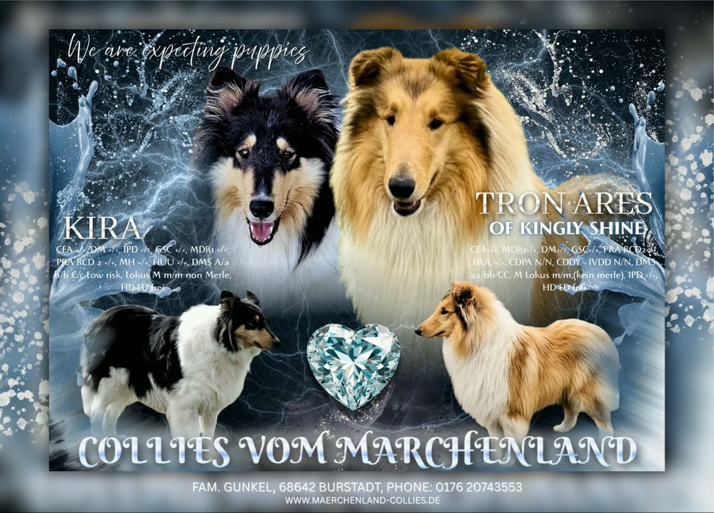 Unsere P Wurf geboren am  21.03.26 ♡ Werte der Eltern +/+ ♡