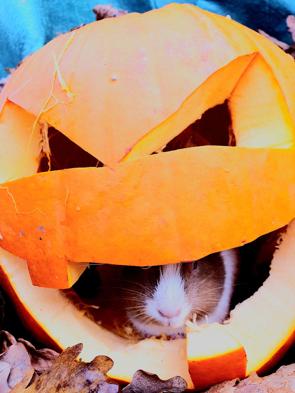 Halloween Meerschweinchen 