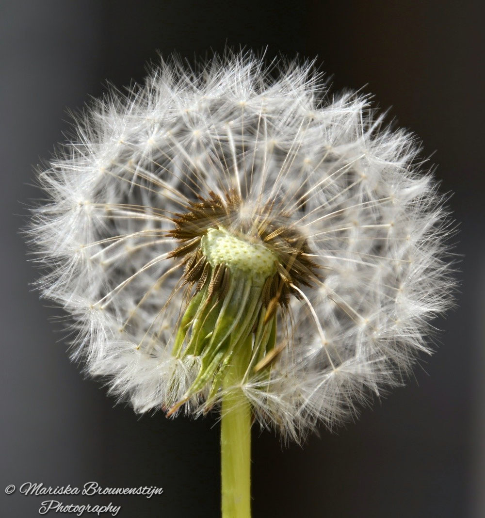 De prachtige blaasbloem.