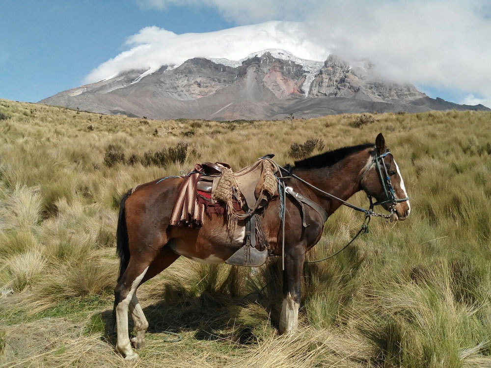 À cheval au pied du Chimborazo, dont le glacier diminue. ..