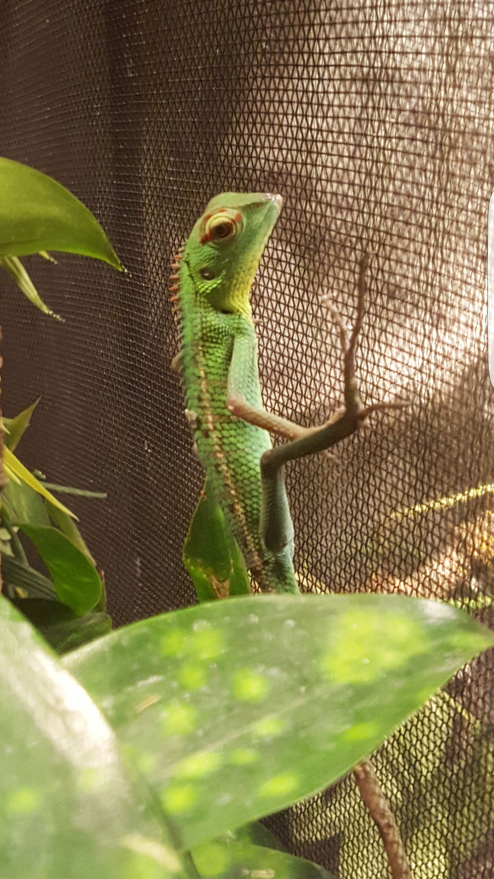 0.1 Calotes calotes juvenil 