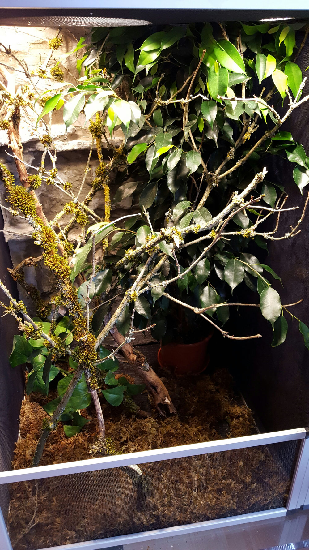 Zwischen-Terrarium für 1.1 Calotes calotes