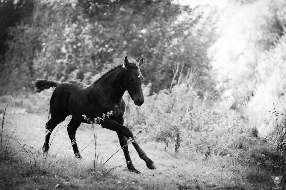 Trinity Forest Friesian, ein galoppierender Friese. 