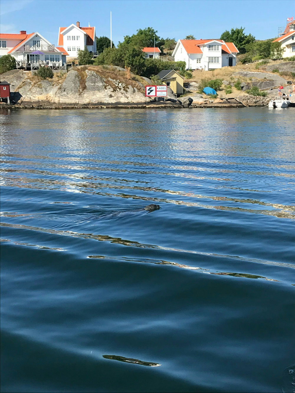 Seal popped up