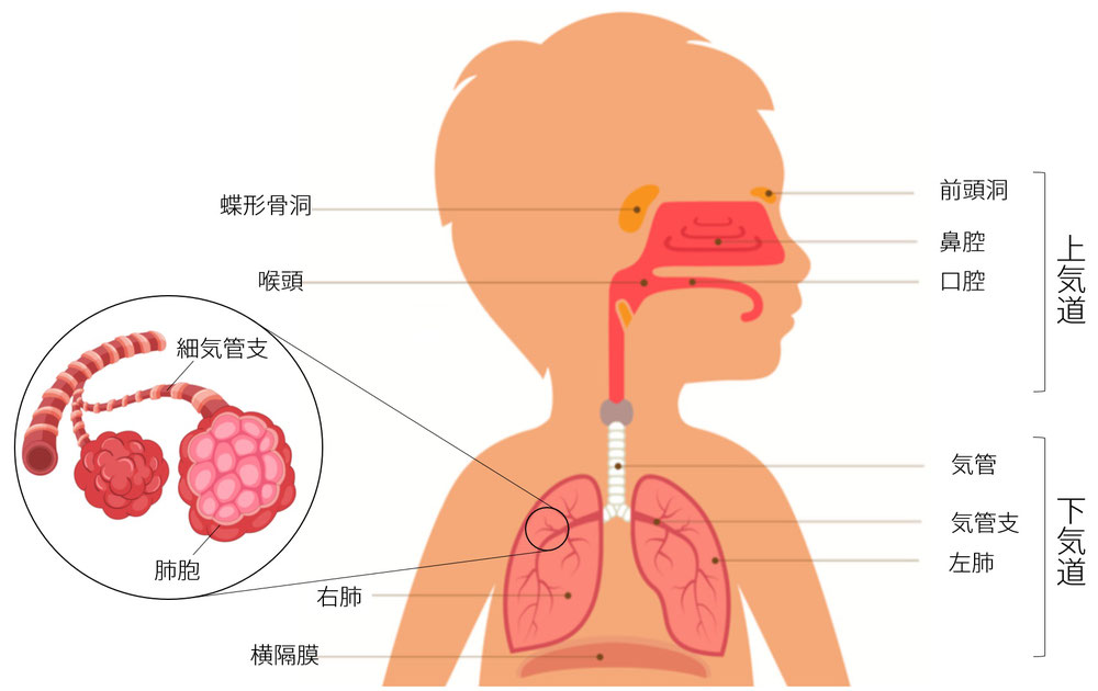 気道の仕組み
