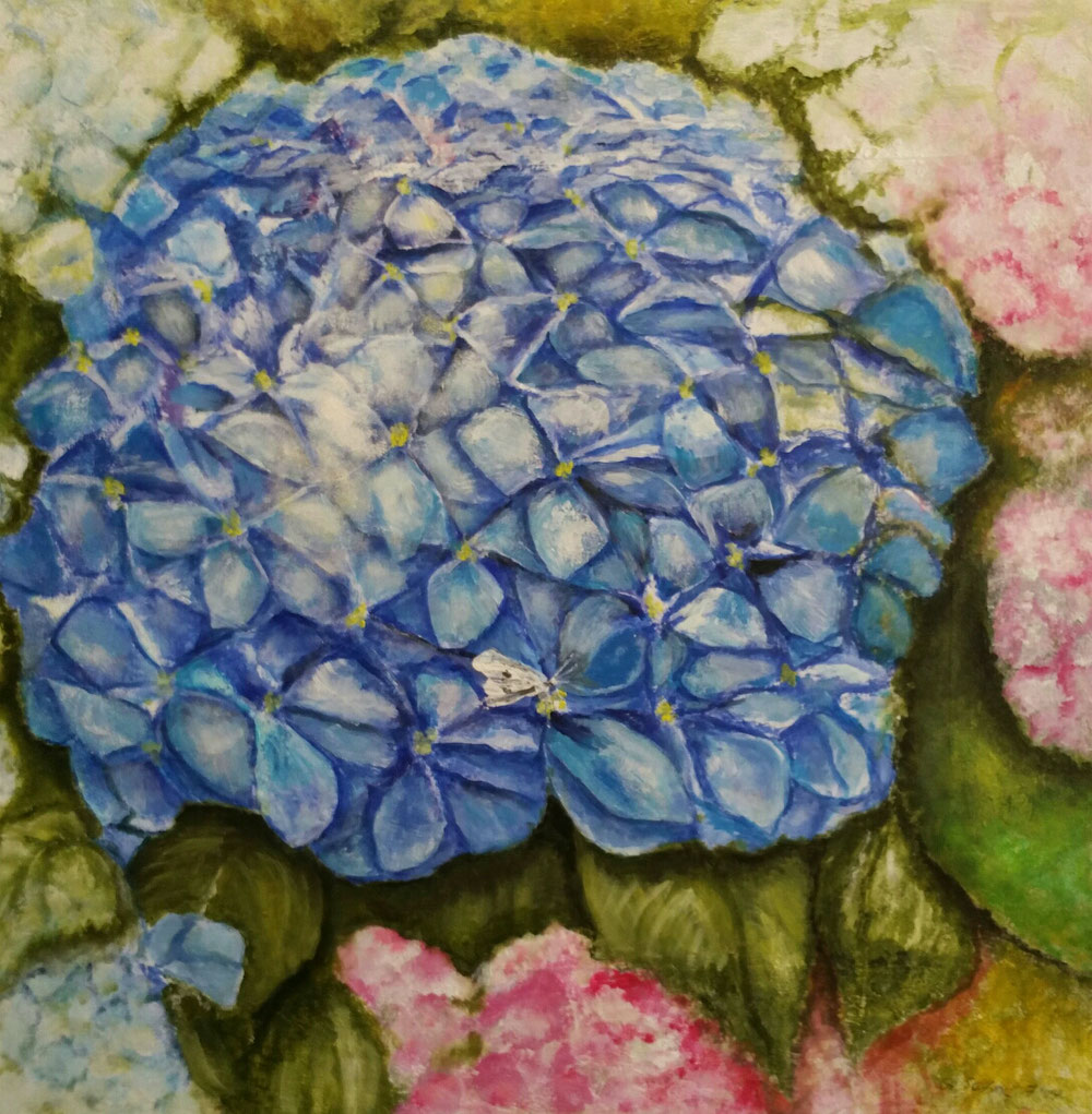 Hortensie blau - 70 × 70 cm
