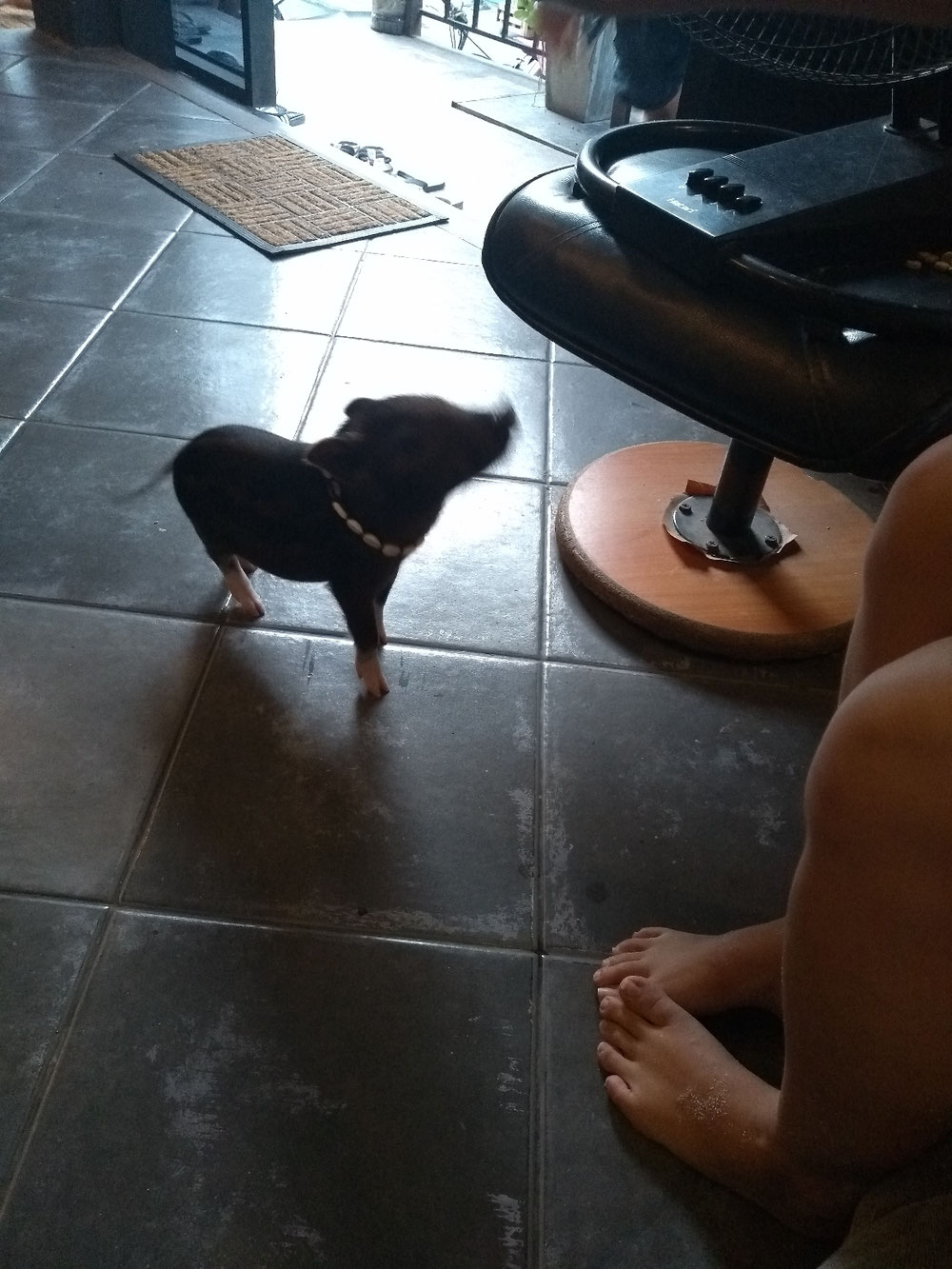 Pumba