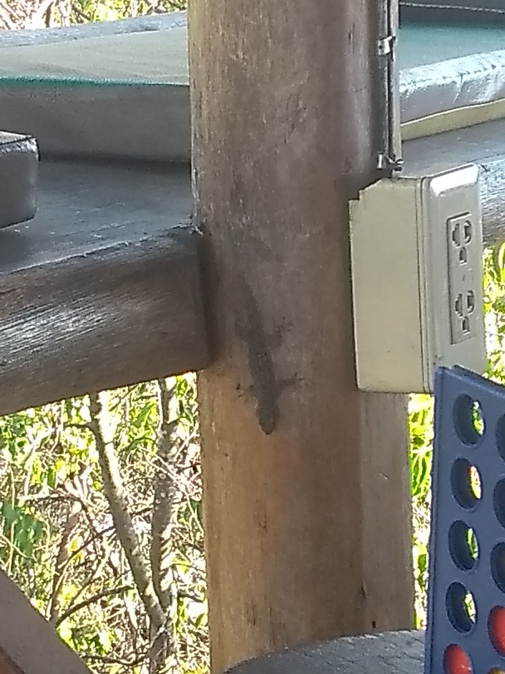 Gecko