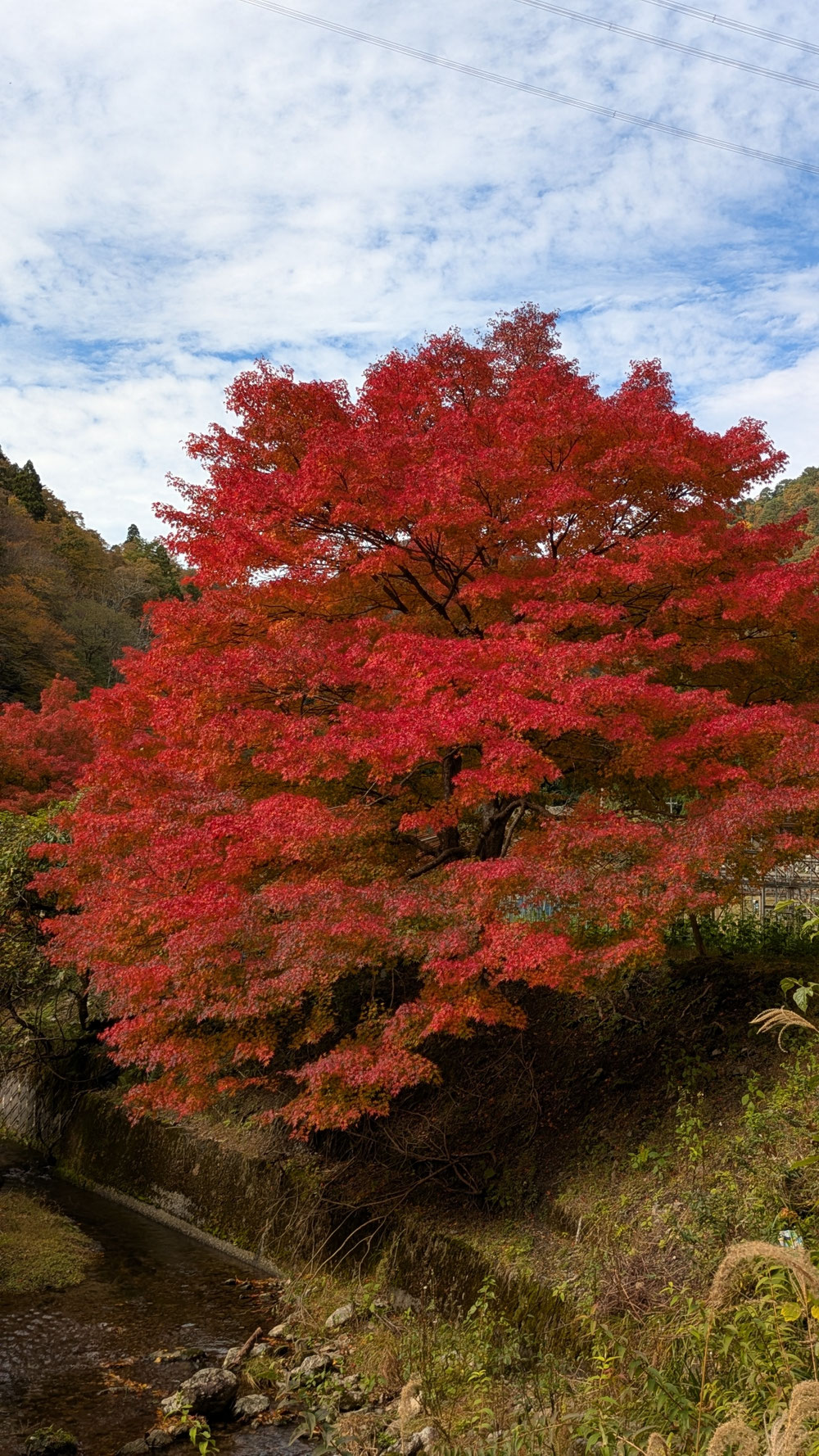 美山最北端で最初に色づく🍁
