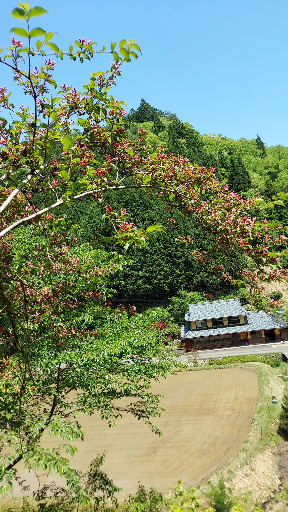5月14日タニウツギ