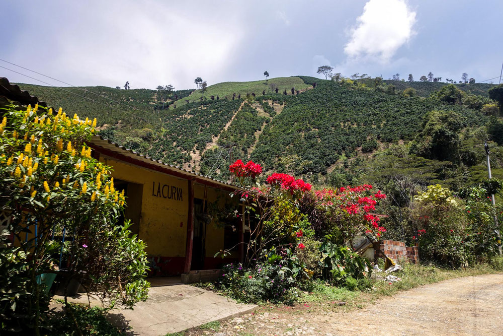 region du cafe colombie