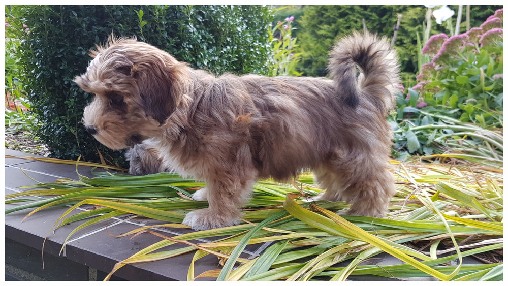 Der Havaneser, Herkunft und Beschreibung - Lamayando's Havaneser