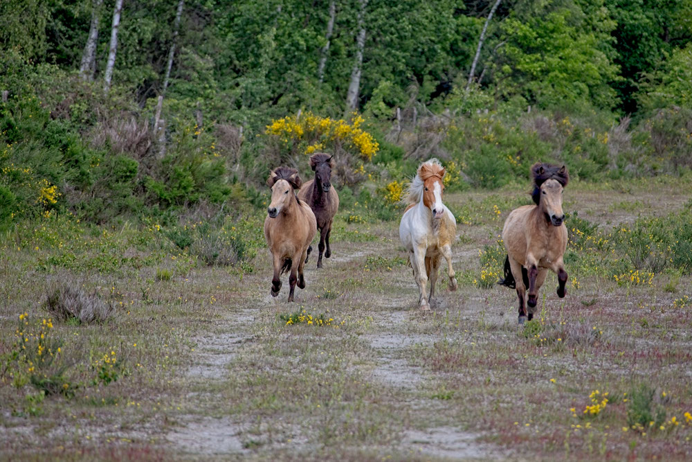 Pony-Express