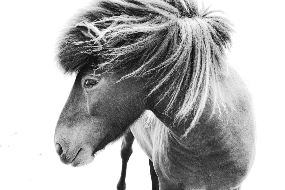 Das beste Pferd im Stall
